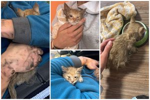 Automobilyje išgirdę kniaukimą negalėjo patikėti: teko ardyti, kad išvaduotų išsigandusį „ryžiuką“