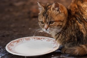 Įspėja dėl pieno ir kitų maisto produktų, kurių katėms geriau neduoti: poveikis – labai pavojingas