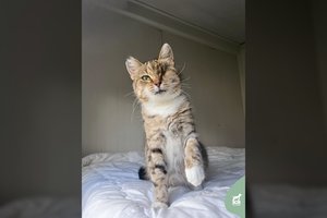 Visą gyvenimą valkatavusi katytė neteko akies: pasveikusi ieško mylinčių namų