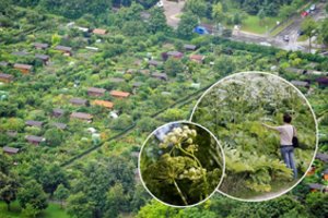 Įsigijau sklypą, užterštą Sosnovskio barščiais: kaip dabar man elgtis, paaiškino advokatas