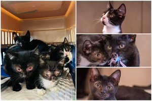 Sunkios būklės į gelbėtojų rankas patekęs penketukas kačiukų dairosi savo namų