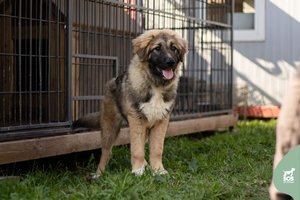 Savo šešėlio bijantis jaunas Kaukazo aviganio mišrūnas laukia kantrių ir supratingų žmonių