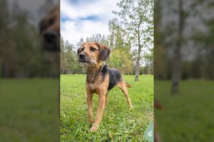 Taisyklių nepažįstanti šunytė laukia tokių, kurie ją pamils: įspėja – jaučiasi vienturtės „vaibas“