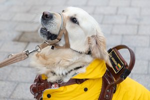 Lietuvos neregiai kreipėsi į valdžią: prašo ištesėti duotus pažadus ir šunį vedlį paversti realybe