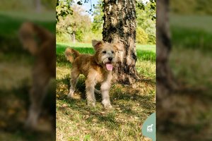 Gražus, jautrus ir švelnus šunelis ieško žmogaus, kurio gyvenimą pakeistų į gerą