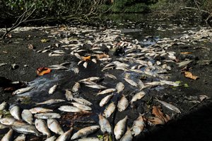 Beribis rusų cinizmas – specialiai sukėlė ekologinę katastrofą Ukrainoje: „Tai pirmoji visiškai mirusi upė Europoje“