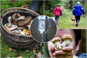 Po pirmų šalnų – grybautojų nerimas: mikologas atsakė, ar grybus rinkti dar saugu 