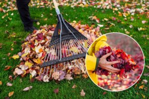 Pasirūpinti nukritusiais lapais sode nepakaks: kurių darbų nereikėtų atidėti