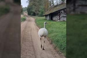 Molėtų rajone – netikėtas svečias: po kaimą jau kelias savaites vaikšto strutis