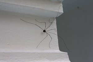 Neleiskite vorams užkariauti jūsų namų: patikrinti būdai, kaip sėkmingai jų atsikratyti visam laikui