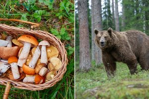 Lokys Slovakijoje mirtinai sudraskė grybautoją