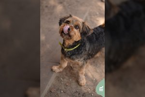 Prieglaudos narvą į namus trokštantis iškeisti šunelis laukia gerų žmonių: įspėja dėl ypatingo kailiuko