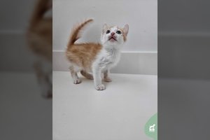 Silpnas ir ligotas katinėlis virto geros nuotaikos užtaisu: ieško, kam pakeisti ir praskaidrinti gyvenimą