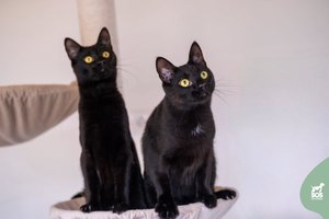 Daug išgyvenusių broliukų išskirti nevalia: į prieglaudą grąžinti juodieji gražuoliai trokšta dovanoti meilę ir švelnumą