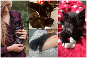 Nė dviejų mėnesių neturinti katytė – visų draugė: „Kur Tu, mano žmogau?“