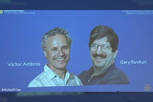 Nobelio medicinos premija – amerikiečių mokslininkams už mikroRNR atradimą