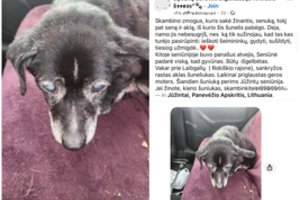Pašiurpino Jūžintų seniūno pavaduotojo poelgis su priklydusiu senu keturkoju: „Siaubas“