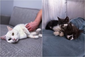 Vėstantys orai, lietus ir katės: kokios ligų rizikos ir kaip apsaugoti savo augintinį