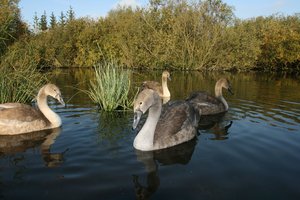 Gulbiukai pateko į spąstus: gelbėtojai suspėjo laiku