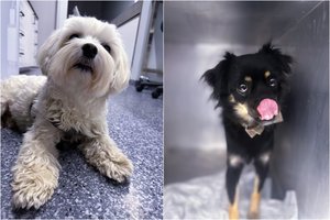 Vėstantys orai, lietus ir šunų sveikata: ką reikia žinoti, kad apsaugotumėte savo augintinį?