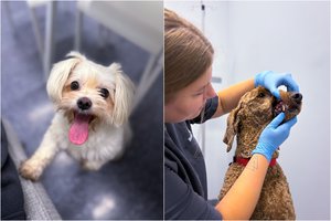 Kaip prižiūrėti šuns dantis? Profesionalios burnos higienos privalumai