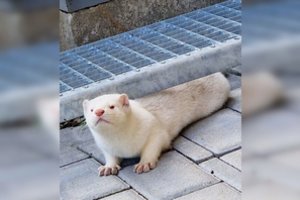 Gyventojų kiemuose – netikėtos viešnios: mano, kad paspruko iš kailinių žvėrelių fermos