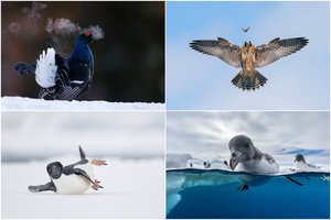 Abejingų nepaliekantys kadrai: išrinktos geriausios 2023 m. paukščių fotografijos