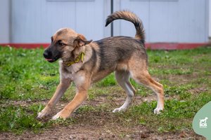 Velnių priėdusi 5 mėn. gražuolė trokšta draugų visam gyvenimui: perspėja dėl dydžio