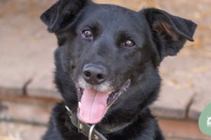 Kritiniu metu prieglaudoje atsidūręs šunelis šaukiasi pagalbos ir namų