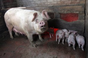 Užfiksuotas dar vienas afrikinių kiaulių maro ligos atvejis – ligos užkratas galėjo būti perneštas nuimant derlių