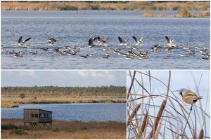 Įsitvirtina ruduo: į šiltus kraštus išlydėti sparnuočiai