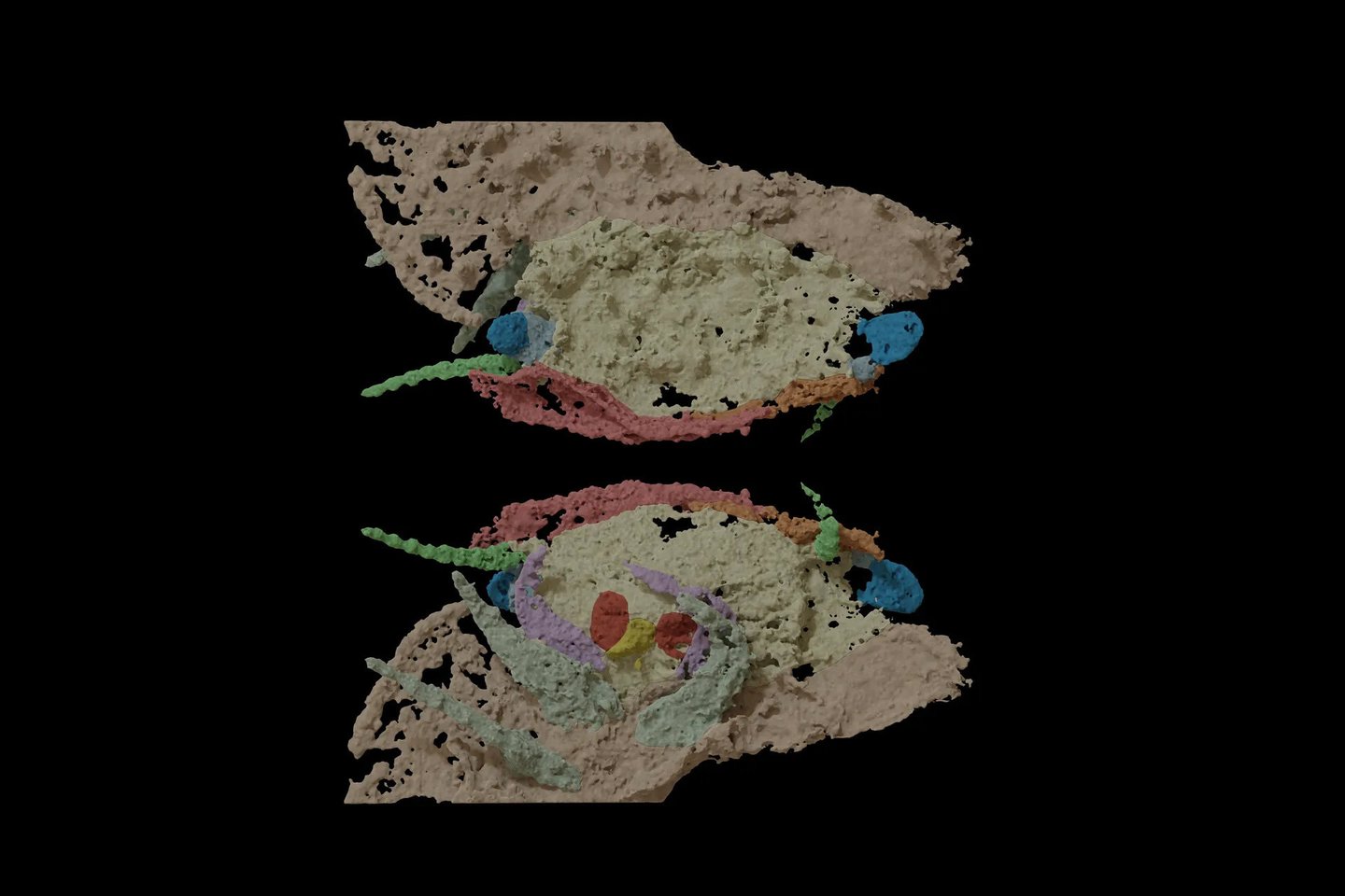  Mėlynai pažymėtos Arthropleura akys ant kotelių gali rodyti, kad jaunikliai, prieš tapdami sausumoje gyvenančiais suaugėliais, kurį laiką praleisdavo vandenyje. <br> Claude Bernard Lyon 1 univeristeto iliustr.