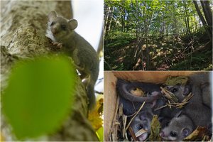 Suskaičiuoti vieni mieliausių gyvūnėlių Lietuvoje: juos per gyvenimą pavyksta pamatyti tikrai ne visiems