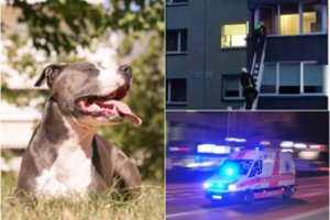 Stafordšyro terjerui šeimą Kaune pavertus įkaitais – rimtas įspėjimas: to namuose būtina vengti
