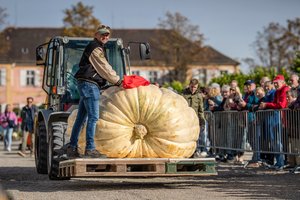 Neįtikėtina, kokio dydžio moliūgą išaugino – jam lygių neatsirado