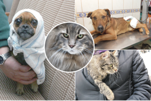 Po apsilankymo veterinarijos klinikoje – gyvybingų ir judrių gyvūnų negalios ar net mirtys