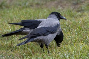 Neįtikėtina istorija – skanėstų laukianti varna bandė net loti: M. Čepulis papasakojo, ką dar šie paukščiai sugeba