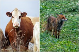 Neeilinė diena ugniagesiams: į duobę įkrito lapė, iš kanalizacijos šulinio teko traukti telyčią