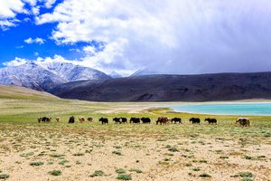 Mokslininkai: klimato šilimas sukelia dar vieną efektą