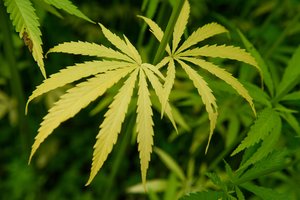 Seimas supaprastino pluoštinių kanapių įvežimo į Lietuvą reguliavimą: štai ką reikėtų žinoti importuotojams