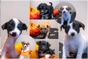 Nežemiškas 7-tukas laukia namų: vienas už kitą gražesni ir geresni