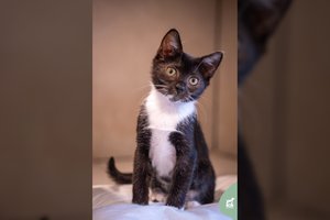 Jaunutė kovotoja išsikapstė iš sunkios ligos ir garsiai miaukia prašydama namų