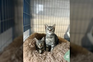 „Lietuviški tigriukai“ – ypač švelnūs ir mieli: išgelbėti iš labai prastų sąlygų ir laukia namų