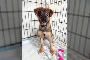 4 mėn. šunytei po traumos prireikė net dviejų operacijų: beveik pasveikusi ieško tikrų namų