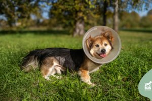 Trumpų pasivaikščiojimų meistras ir ramių vakarų karalius ieško savo žmogaus