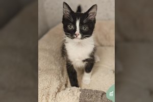 Vos 2 mėn. kačiukas – tikras „rankinukas“: švelnutis mažylis ieško namų