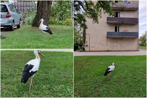 Neįtikėtina gandro istorija: Prienų kvartaluose spalį vaikštinėjantis paukštis tapo miesto talismanu