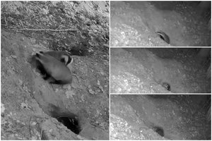 Vaizdo įrašuose užfiksavo barsukų šeimyną: pamatykite, kaip žiemai užsidaro urvelio „durys“