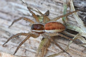 Šie vorai – vieni didžiausių Lietuvoje: gali nučiupti net mažą žuvytę