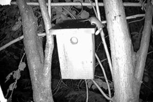 Pamatykite, kaip atsargas žiemai kaupia geltonkaklė pelė